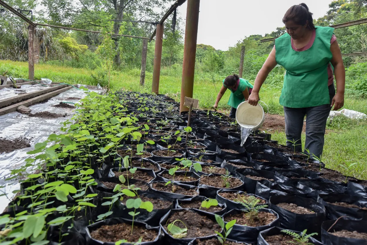 Empleadas del municipio cultivan las plantas que luego serán utilizadas en los espacios públicos y programas 